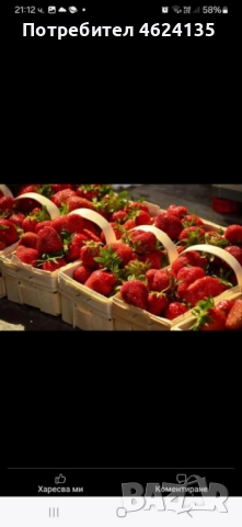 Продавам разсад ягоди, снимка 13 - Сортови семена и луковици - 52068496