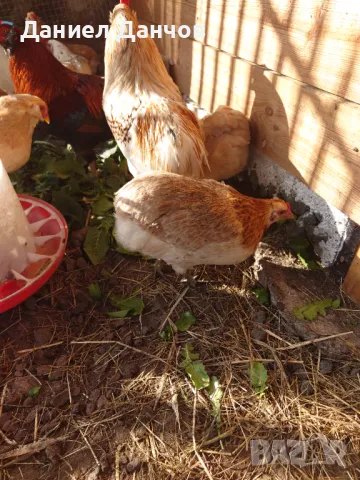 Оплодени яйца от Араукана, снимка 4 - други­ - 48810608