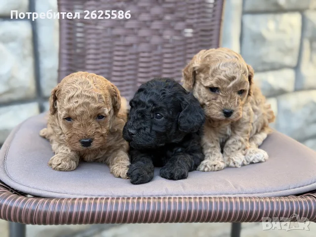 Той пудел toy poodle, снимка 2 - Пудели - 56356970