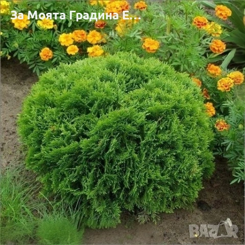 Кълбовидна Туя - Западна Даника, снимка 5 - Градински цветя и растения - 54020326