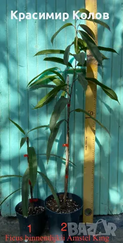 Фикуси различни видове, декоративни растения , снимка 6 - Стайни растения - 47848622