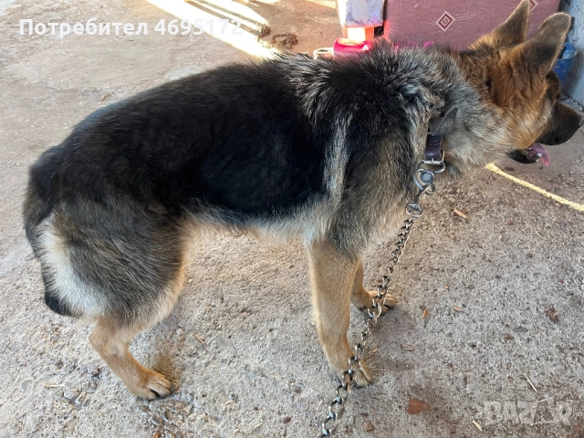 Мъжка немска овчарка, снимка 3 - Немска овчарка - 52928273