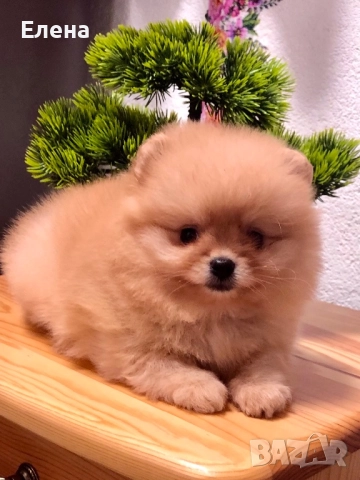 Померанче, снимка 4 - Померан - 52392869