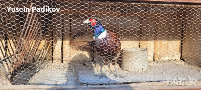 мъжки и женски фазан, снимка 2 - други­ - 53254109