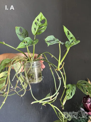 Коренче Monstera Adansonii