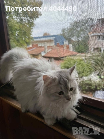 Британска дългокосместа сребърна чинчила, снимка 9 - Чинчили - 50918521