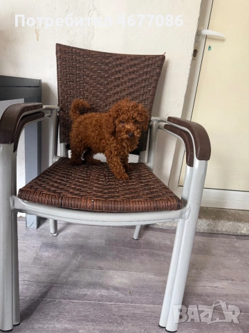 Toypudel женски на 3 месеца , снимка 3 - Пудели - 53204326