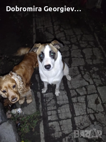 Рино търси дом - не е за всеки,само за сериозни и отговорни стопани !, снимка 2 - Търси партньор - 52931031