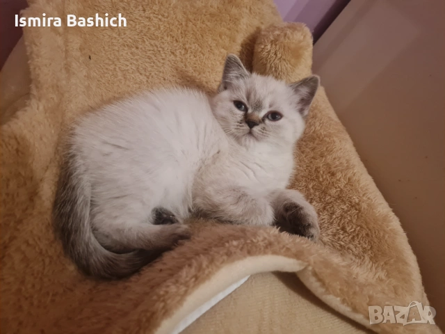 Британчета , снимка 7 - Британска късокосместа - 53086558