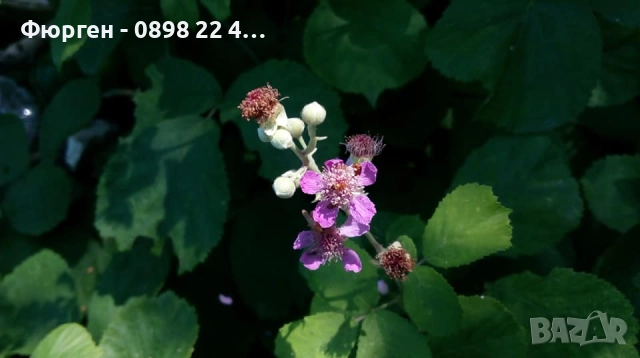 Розово цъфтяща сладка къпина (Лох мери), снимка 6 - Разсади - 38995508