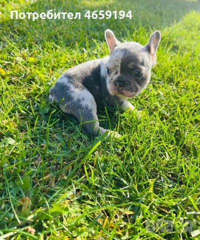 Френски Булдог, снимка 11 - Френски булдог - 52517082