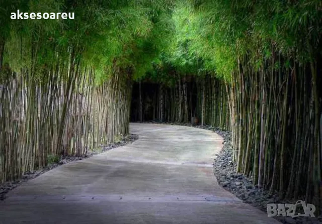 100 качествени Семена от гигантски бамбук Moso Bambo градински горски декоративни растения за дома , снимка 17 - Сортови семена и луковици - 50334157