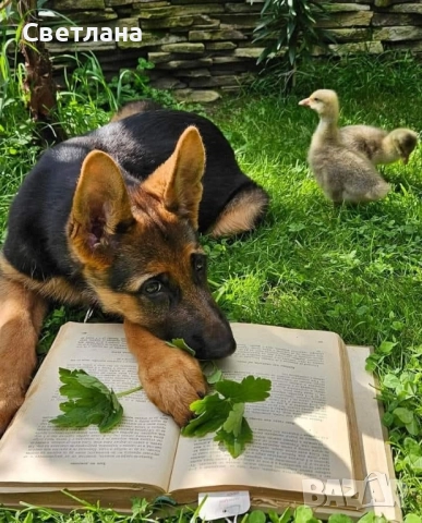 Гледане на домашни любимци , снимка 2 - Ветеринари и услуги - 51653242