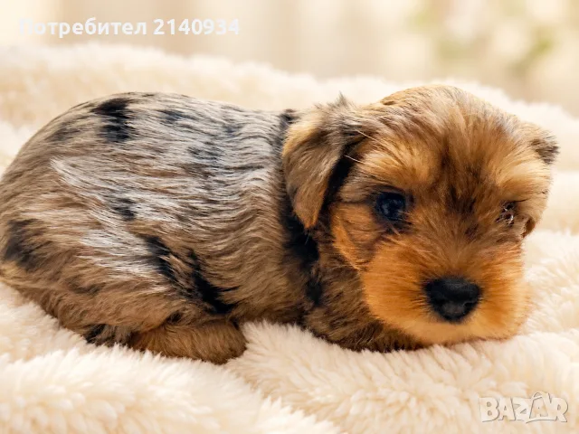 Шоколадово мерле, Йорки. Chocolate Merle Yorkshire Terrier Puppy — рядко съчетание на цвят и чар, ba