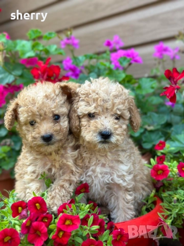 Пудел той , снимка 2 - Пудели - 52469774