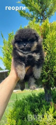 померан, снимка 2 - Померан - 50784620