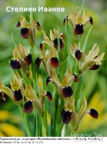 Хермодактилус, зелен ирис (Hermodactylus tuberosus) – грудки