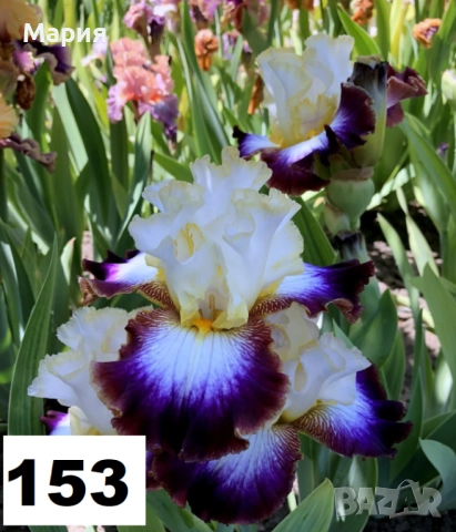 Сортови вискоки ириси /брадати ириси, снимка 14 - Градински цветя и растения - 51458720
