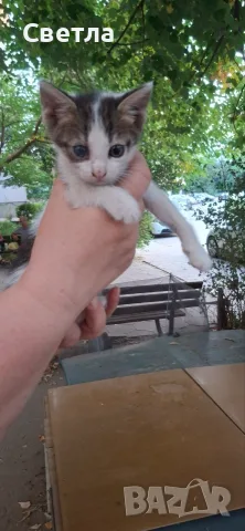 Пет малки котенца си търсят истинско семейство!, снимка 2 - Други - 55963201