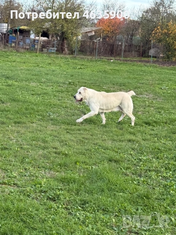 САО момиче на 57 дни., снимка 16 - Алабай - 54113727