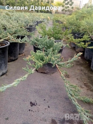 Юниперус , снимка 6 - Градински цветя и растения - 52770817