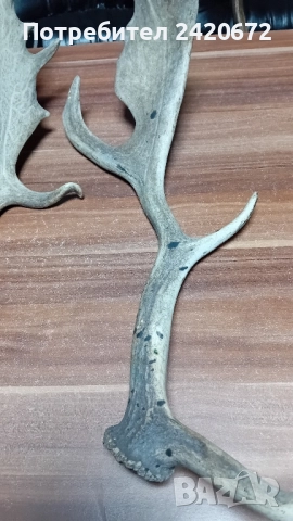 еленови големи рога, снимка 5 - Антикварни и старинни предмети - 52070972