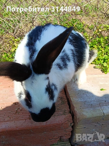 Зайци , снимка 4 - Други - 43368160