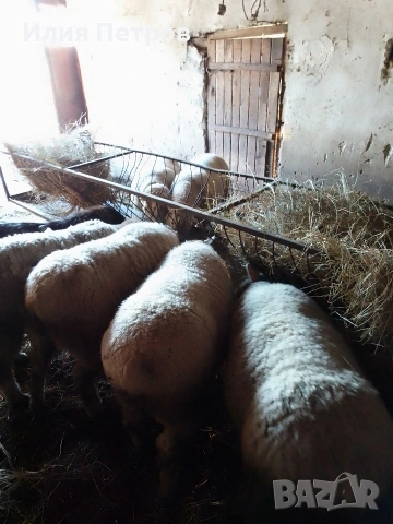 овце , снимка 2 - Овце - 53060290