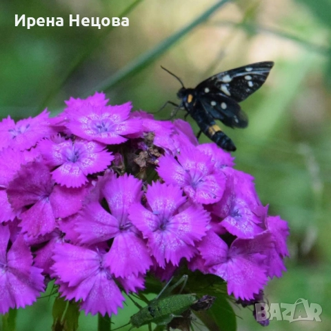 Подготовка за външно оценяване след 4 и 7 клас