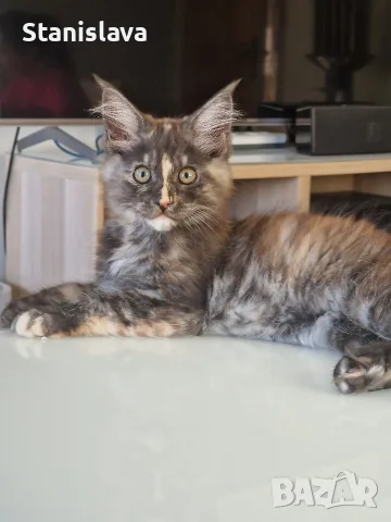 котенца Мейн Куун, снимка 11 - Мейн кун - 55670869