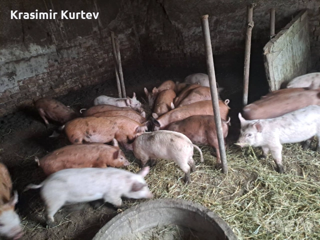 Малки Прасета бели и червени, снимка 2 - Прасета - 53229138