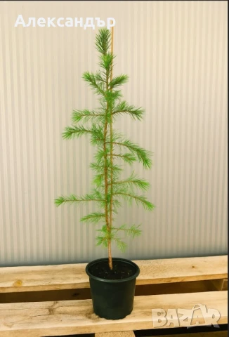 Хималайски кедър 