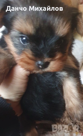 Малко женско йорки ., снимка 2 - Йоркширски териер - 53879590