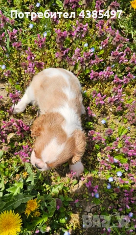 Момиче кавалер Кинг Чарлз Шпаньол, снимка 5 - Кавалер кинг чарлз шпаньол - 54347203