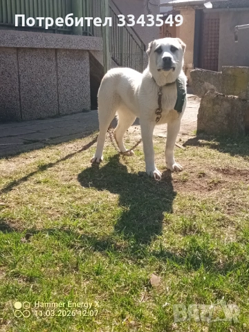 Женско кутре на 6 месеца , снимка 2 - Алабай - 54180091