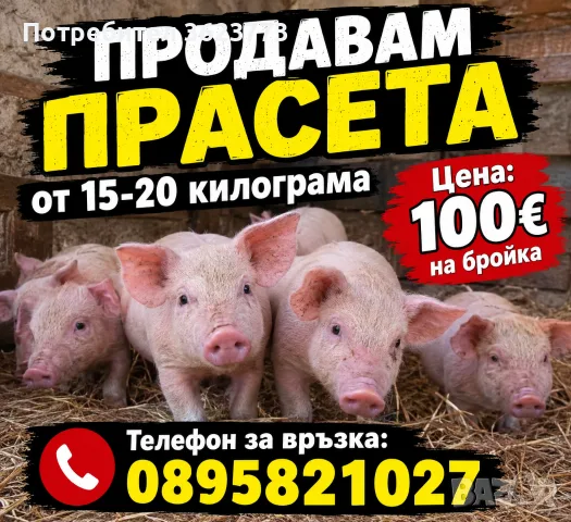 прасета от Село Тополчане 