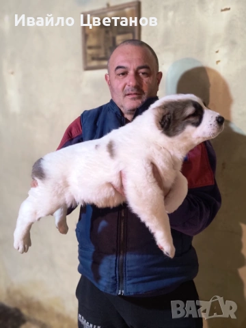 Алабай, снимка 6 - Средноазиатска овчарка - 53174361