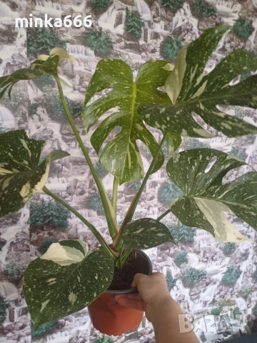 МонстераThai, снимка 2 - Стайни растения - 53955561