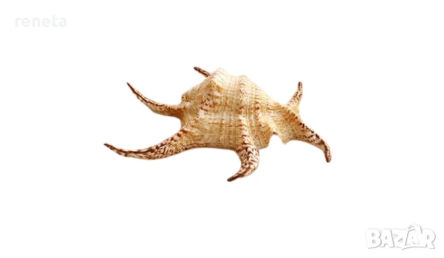 Раковина Чирагра, Естествена, Натурален цвят, 17 см, снимка 1