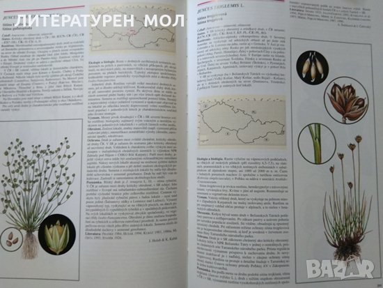 Červená kniha. Vol. 5: Vyššie rastliny Оhrozených a vácnych druhov rastlín a živočíchov SR a ČR 1999, снимка 4 - Други - 30108922