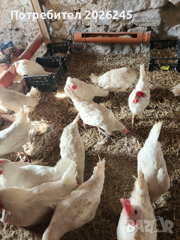 Оплодени яйца от кокошки Бял Легхорн, снимка 4 - Кокошки и пуйки - 44428087