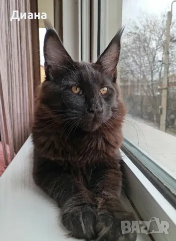 Коте Мейн куун, снимка 1