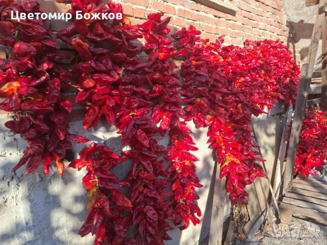🌶️ Домашни сушени червени чушки – истински вкус от градината! 🌶️ НА ЕДРО!!!, снимка 8 - Домашни продукти - 52280937
