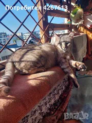 Сив Таби котарак търси дом, снимка 9 - Други - 55970428
