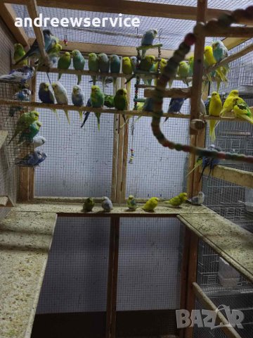 Вълнисти папагали, снимка 1 - Папагали - 42294008