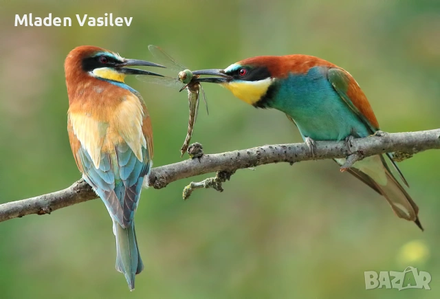 Дигитални авторски фотографии на природа(птици, бозайници, пеперуди, влечуги, земноводни и др.), снимка 2 - Други - 53943304