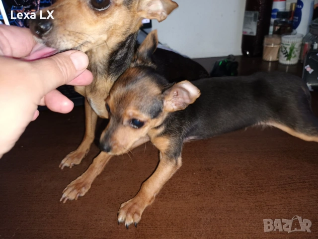 Мъжки мини пинчер, снимка 7 - Пинчер - 53644493