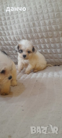 Болонки, снимка 4 - Болонка - 54182666