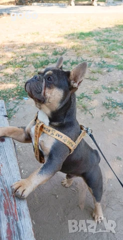 Мъжки френски булдог за разплод , снимка 6 - Френски булдог - 51306483