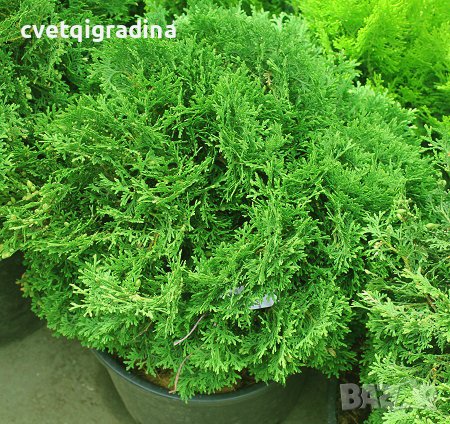 Thuja occidentalis Tiny Tim (Туя малък Тим)